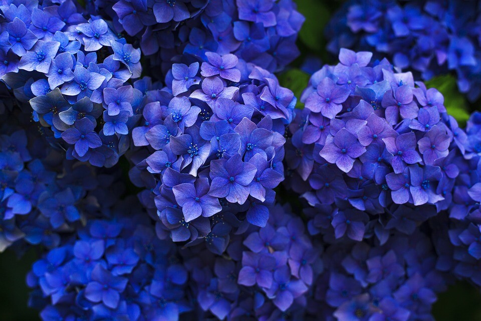 flores com nomes curiosos