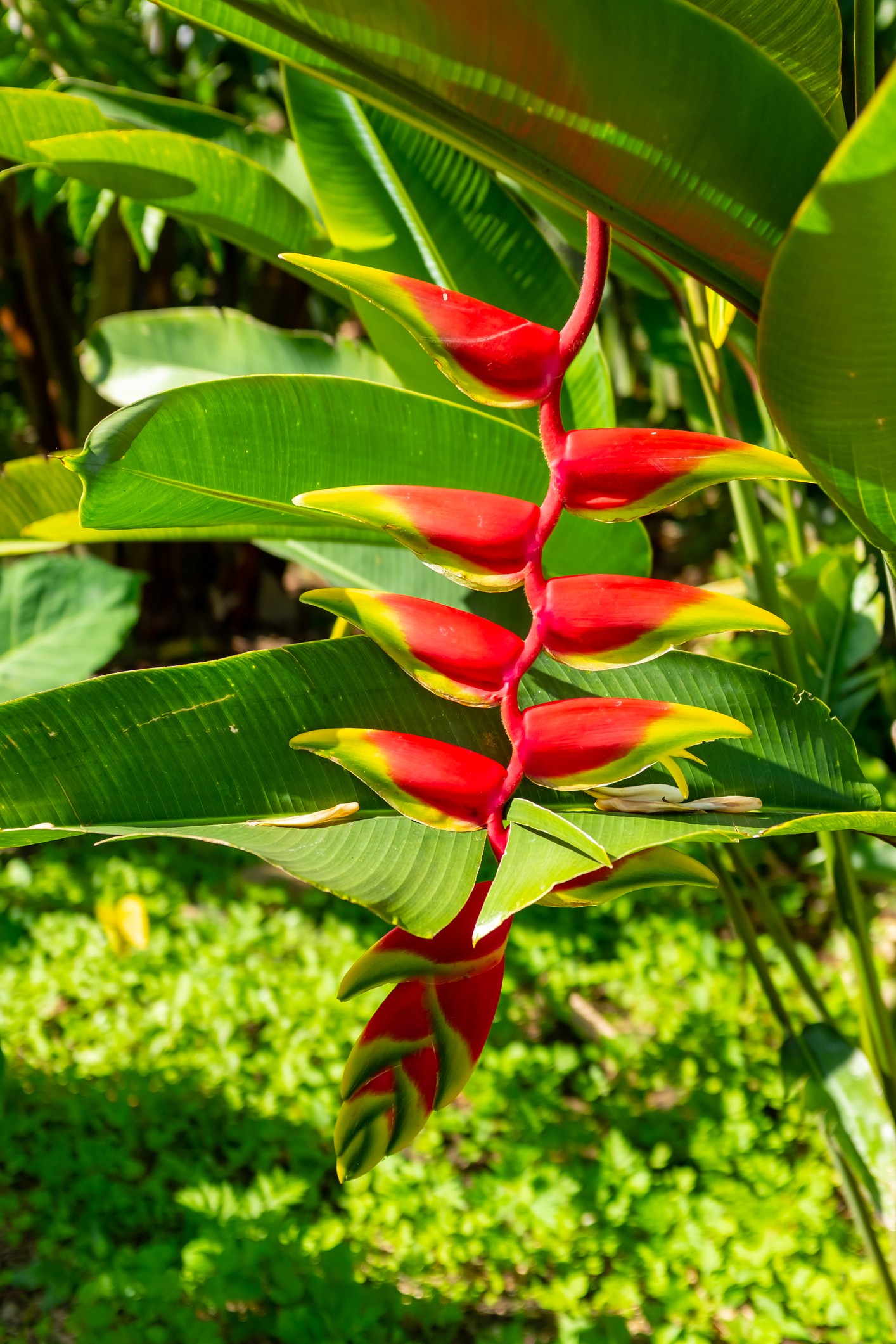 flores com aromas exóticos