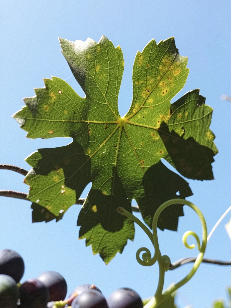 Folha de videira com cinco lóbulos e gavinha enrolada, vista em close.