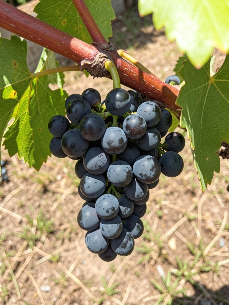 Videira com folhas verdes e cachos de uvas em um quintal ensolarado.
