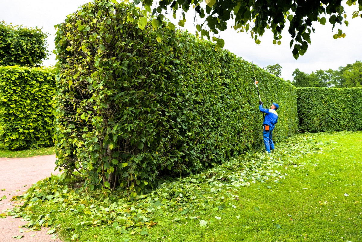 plantas para muro verde