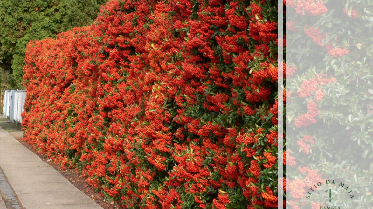 cerca viva com flores