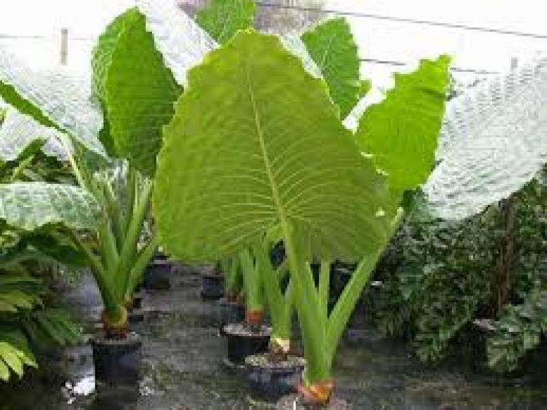 Alocasia macrorrhizos paisagismo