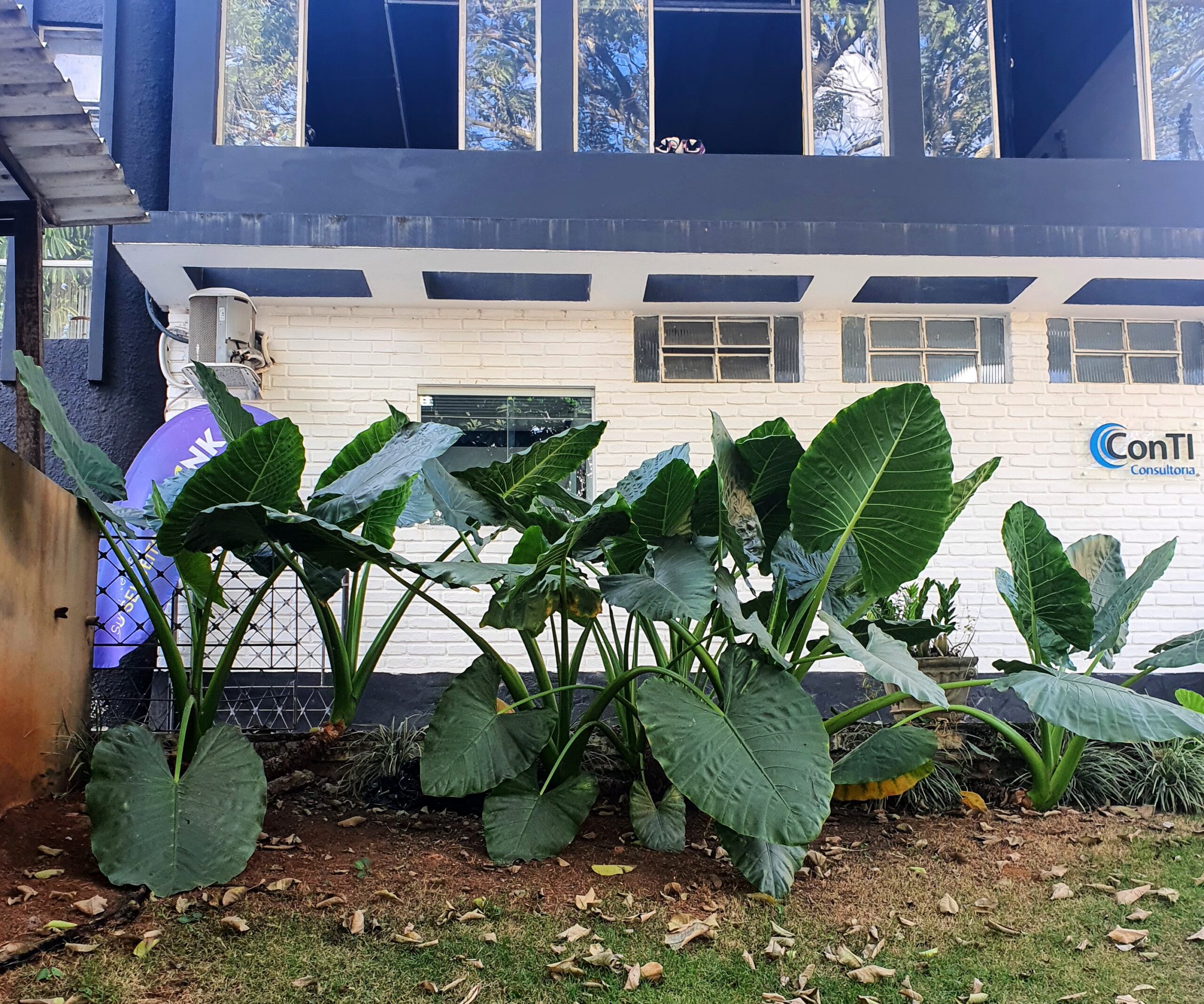 Plantas tropicais para jardim