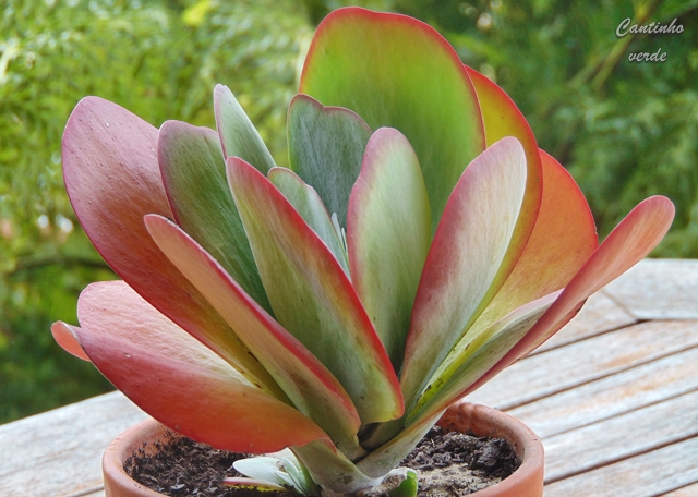 Jardim com plantas de folhas grandes
