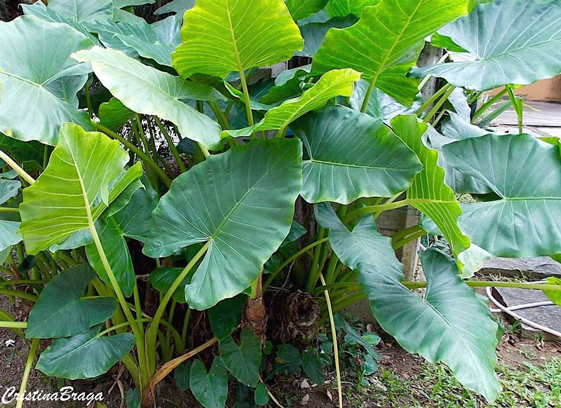Cuidados com Alocasia paisagismo