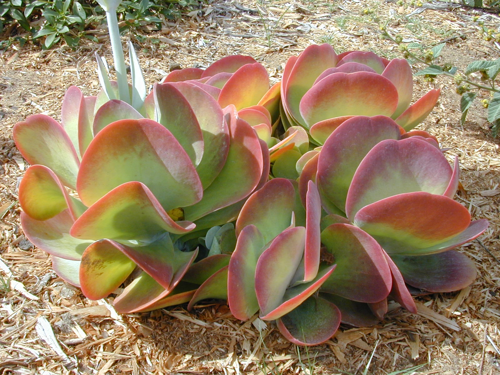 Plantas para ponto focal em jardins
