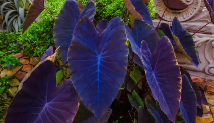 Orelha de elefante e plantas companheiras