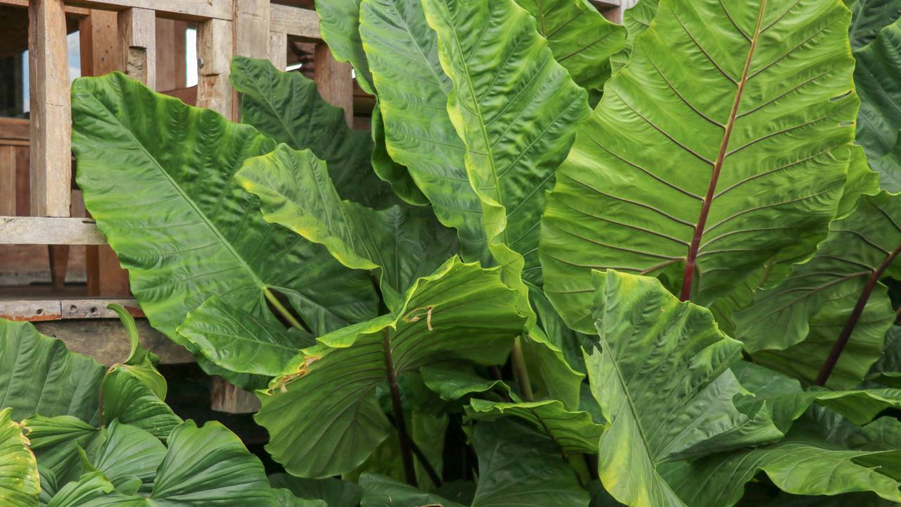 Plantas tropicais para jardim