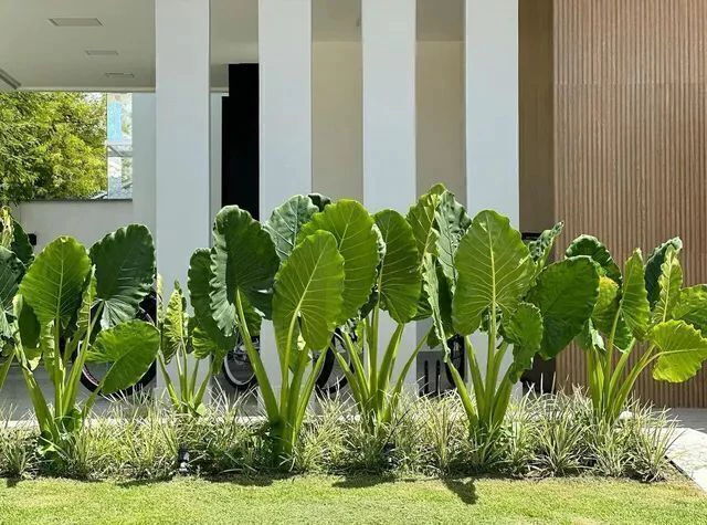Jardim com plantas de folhas grandes