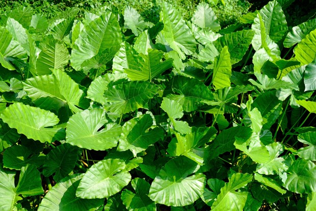 Cuidados com Alocasia paisagismo