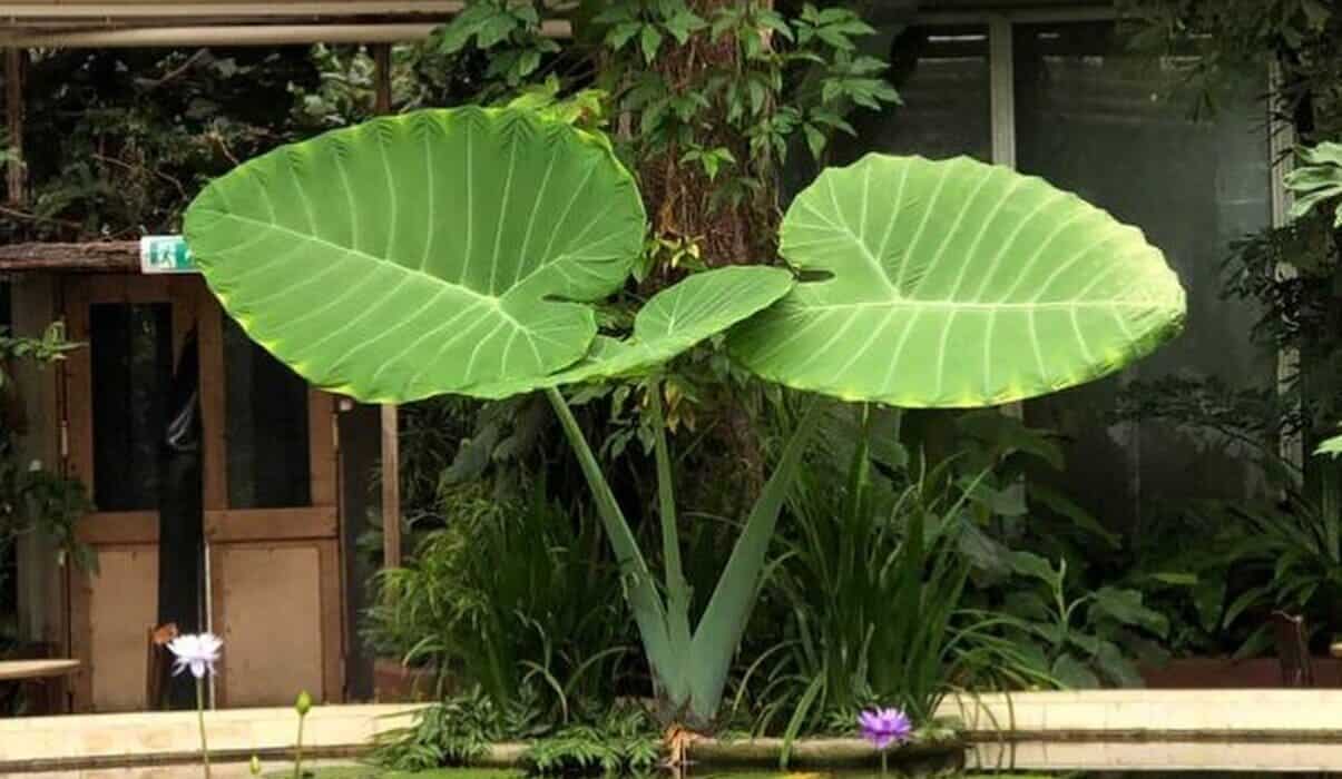 Plantas tóxicas para pets em paisagismo