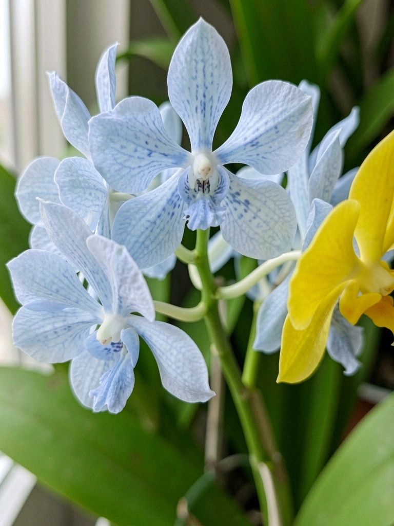 Close de pétalas de orquídea Vanda coerulea com tons azulados e centro branco.