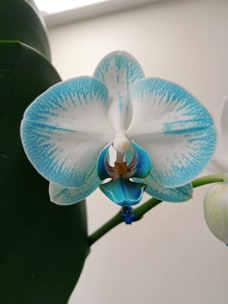 Haste de orquídea branca sendo tingida de azul por corante em um recipiente.