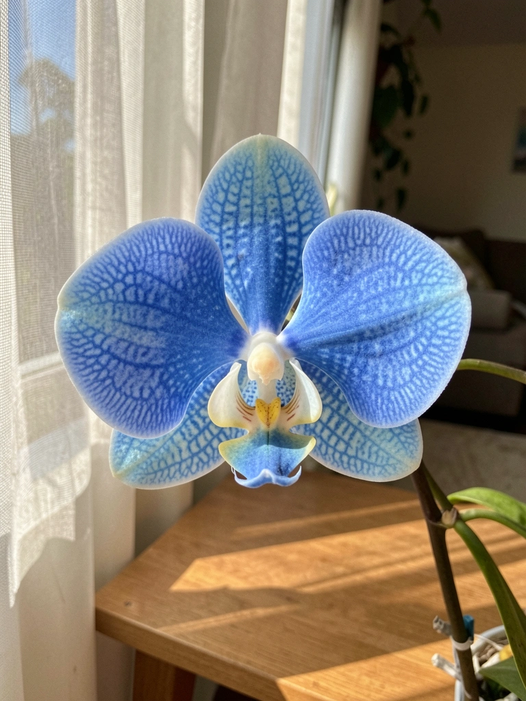 Flor de Vanda coerulea iluminada por luz solar filtrada por cortina.