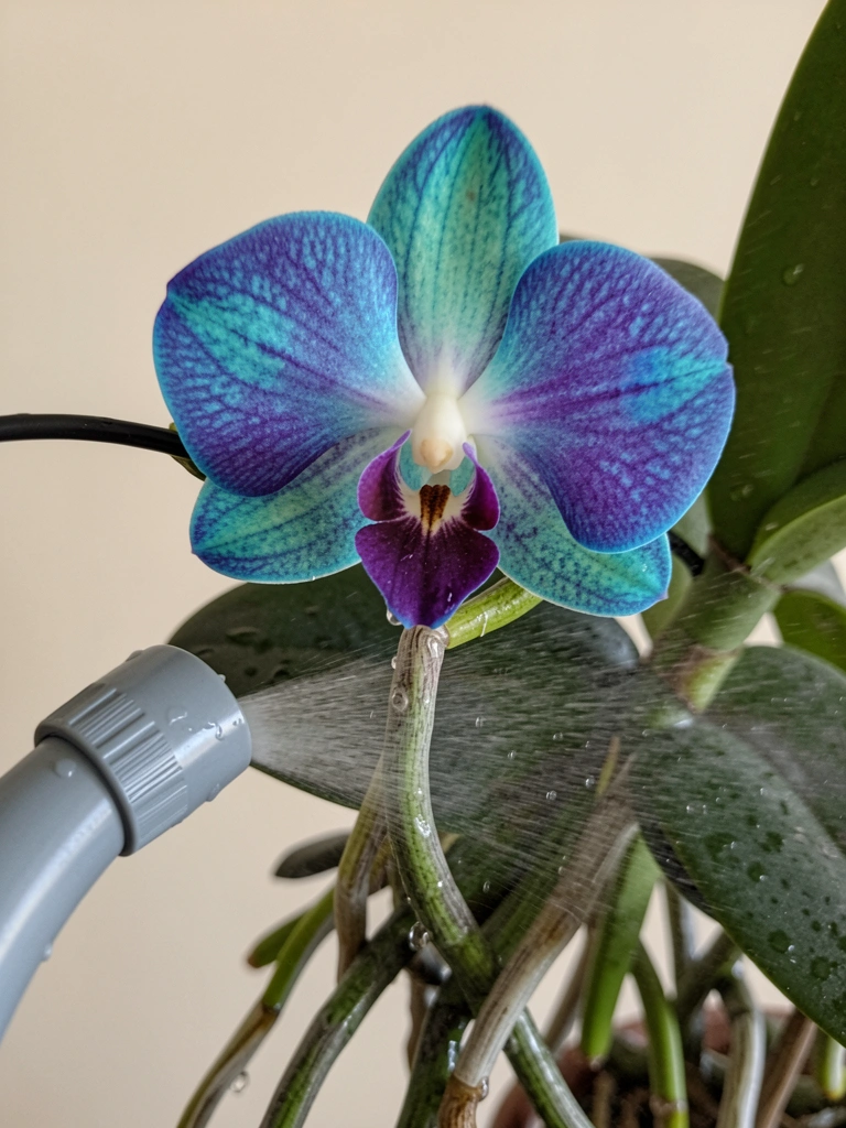 Regador prateado borrifando água nas raízes aéreas de uma orquídea Vanda.