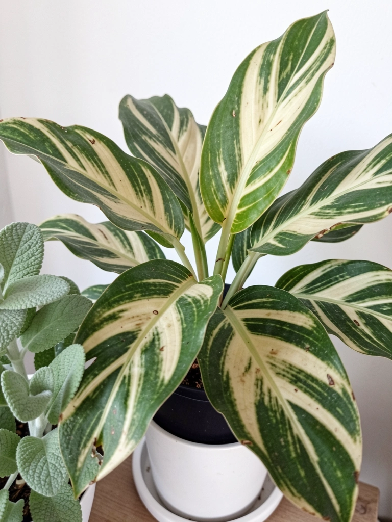 Folhas verdes e creme listradas de pacová variegata em vaso.