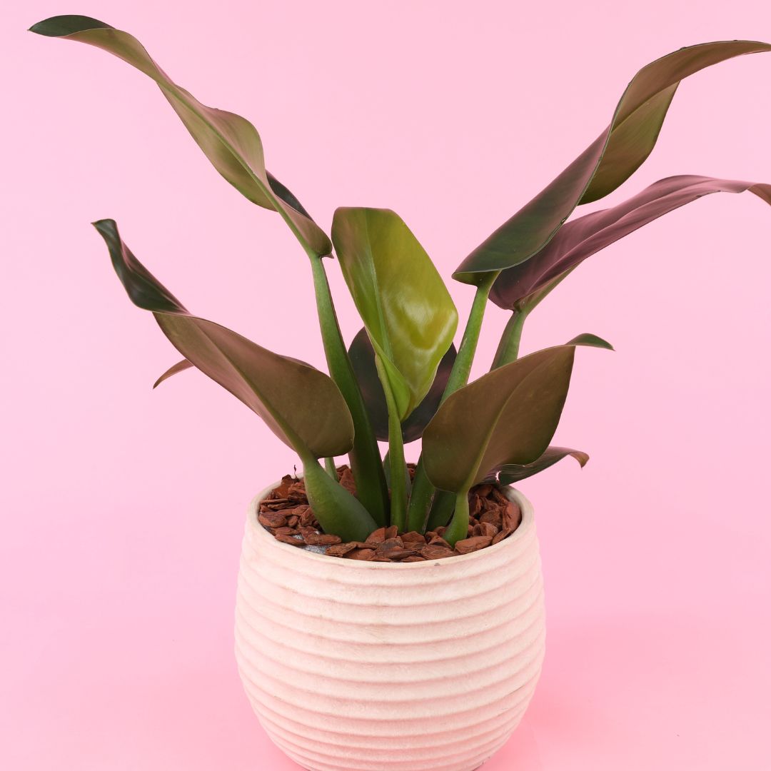 pacova verde
