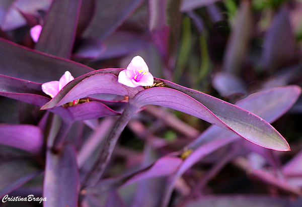 philodendron martianum