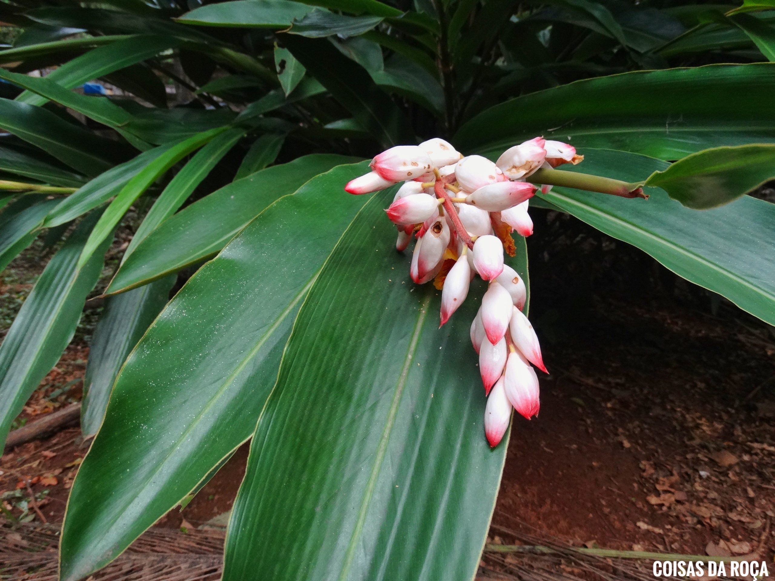 planta com folha roxa