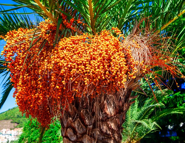 Wodyetia bifurcata fruto