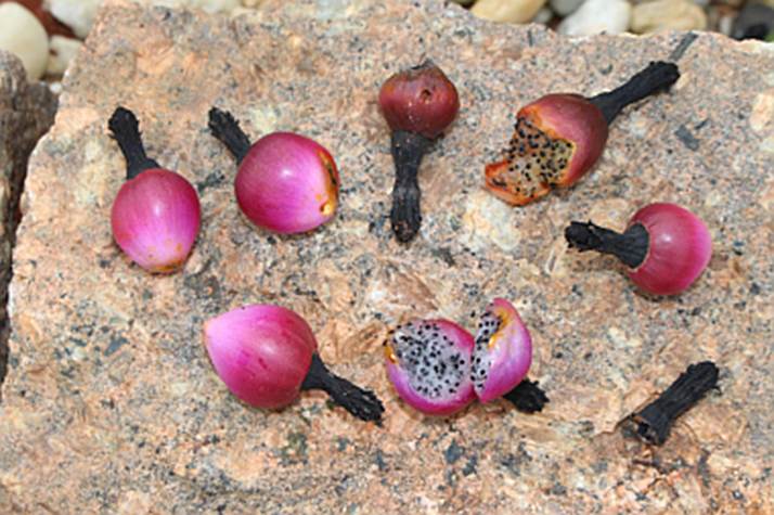 toxicidade palmeira rabo de raposa