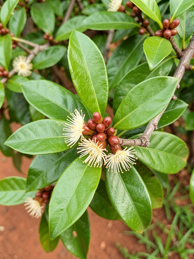 Folhas verdes do cravo-da-índia com ponta e brilho em close
