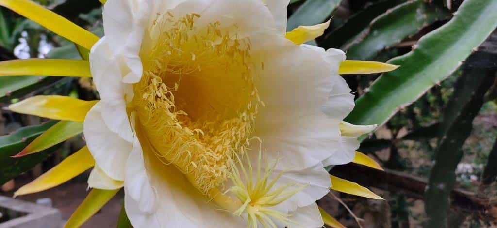 época de florada pitaia