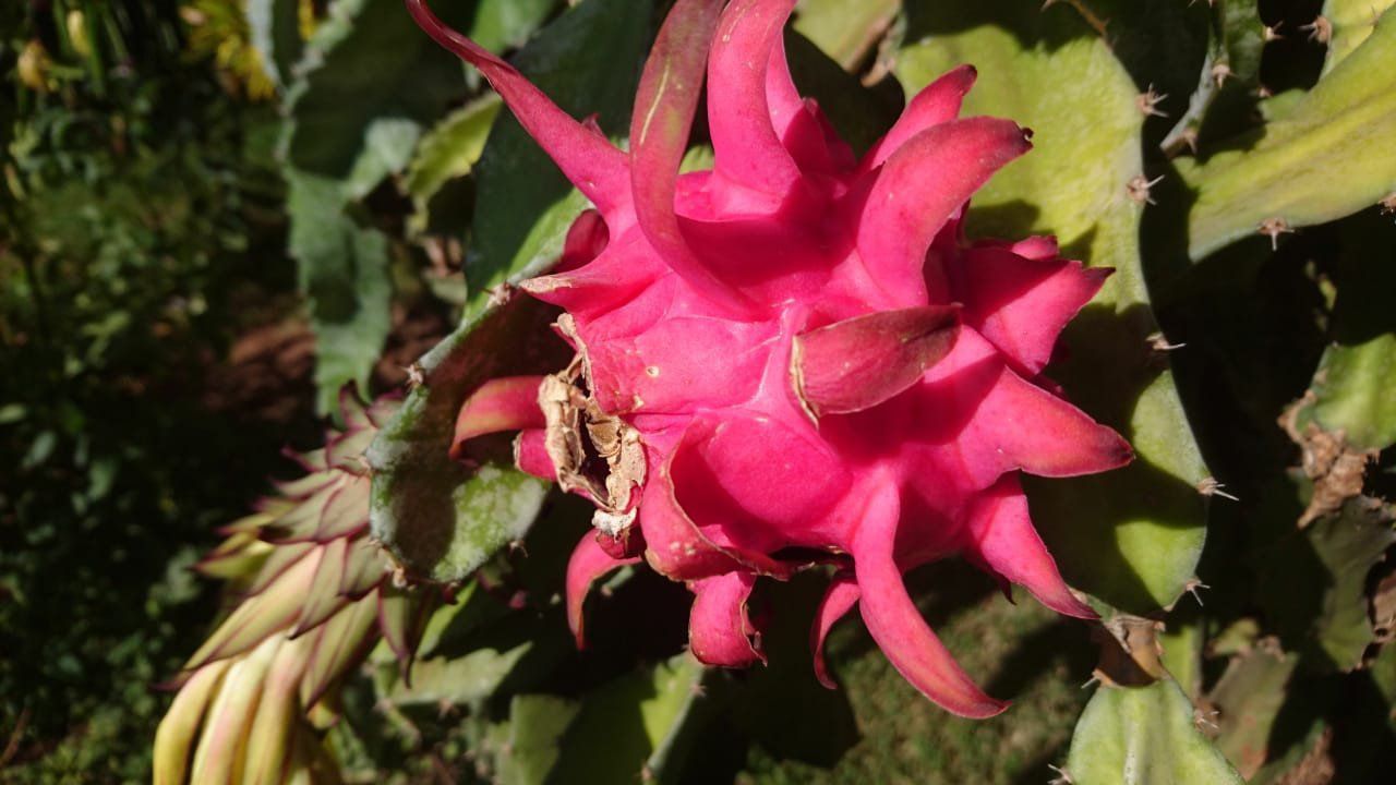 flor de dragão