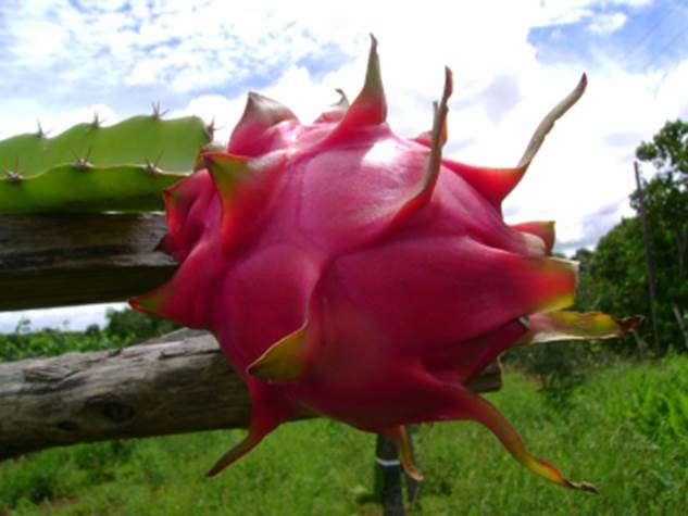 pitaya floração noturna