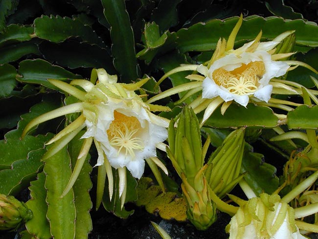 fruto do dragão flor