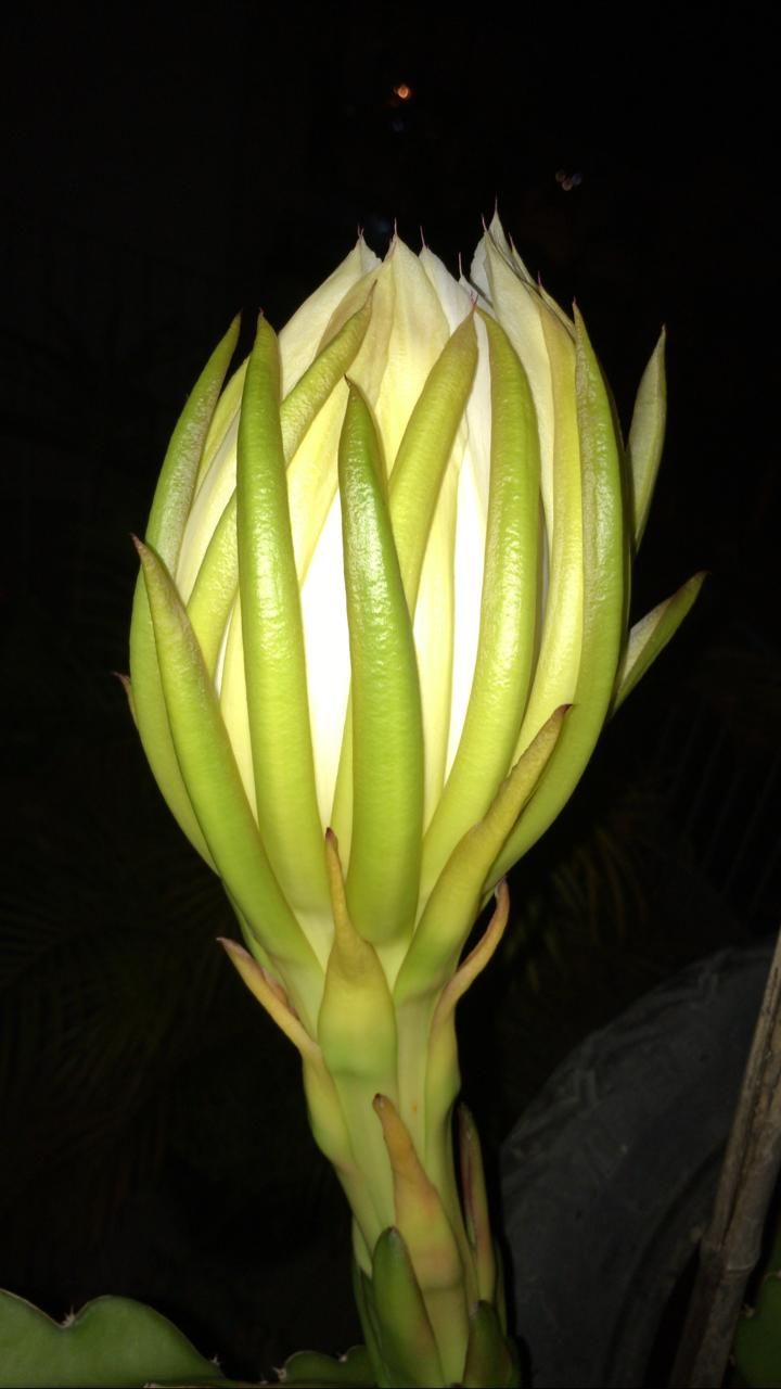 época de florada pitaia