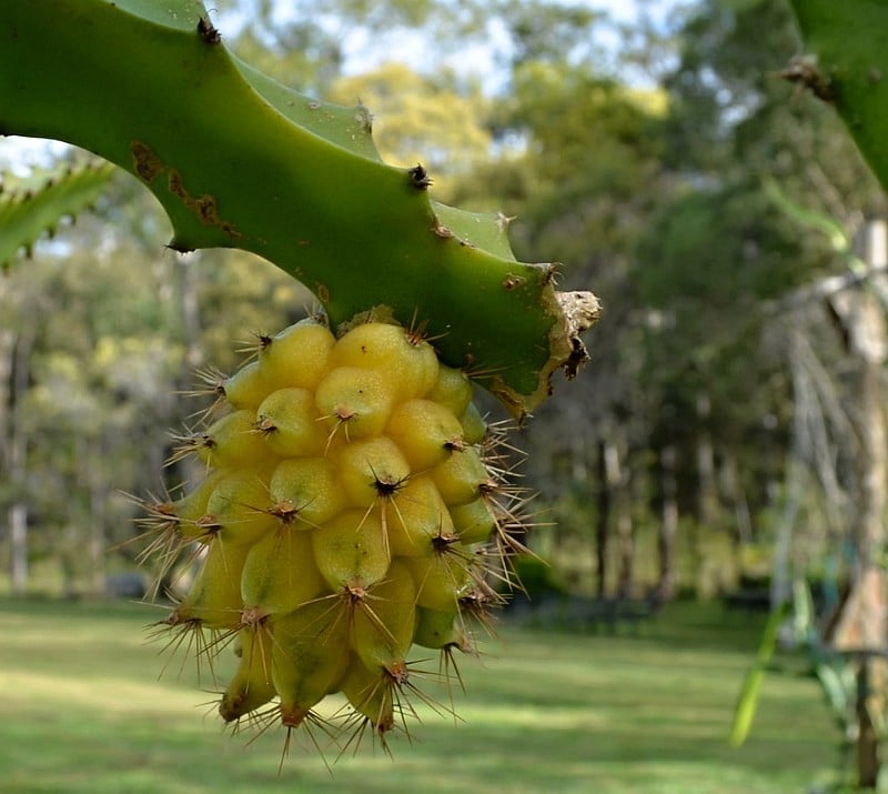 polinizadores da pitaia