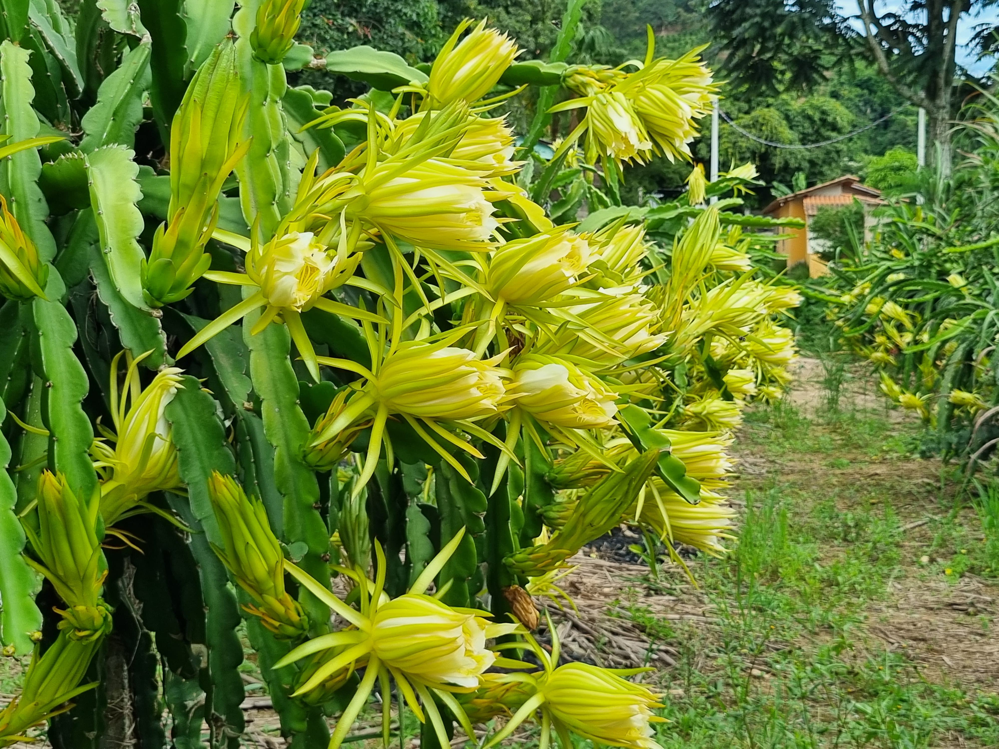 cuidados com a flor de pitaia