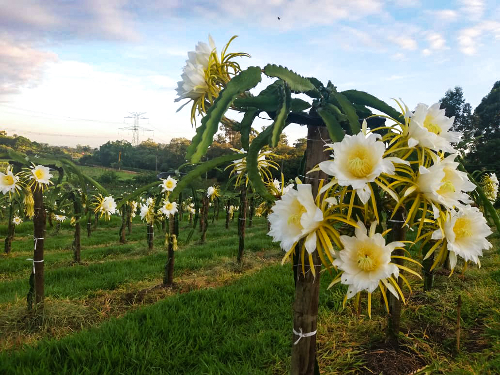época de florada pitaia