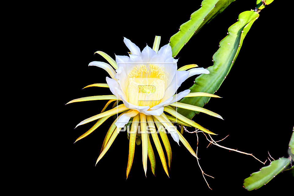 pitaya floração noturna