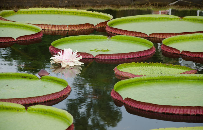 plantas da floresta amazônica