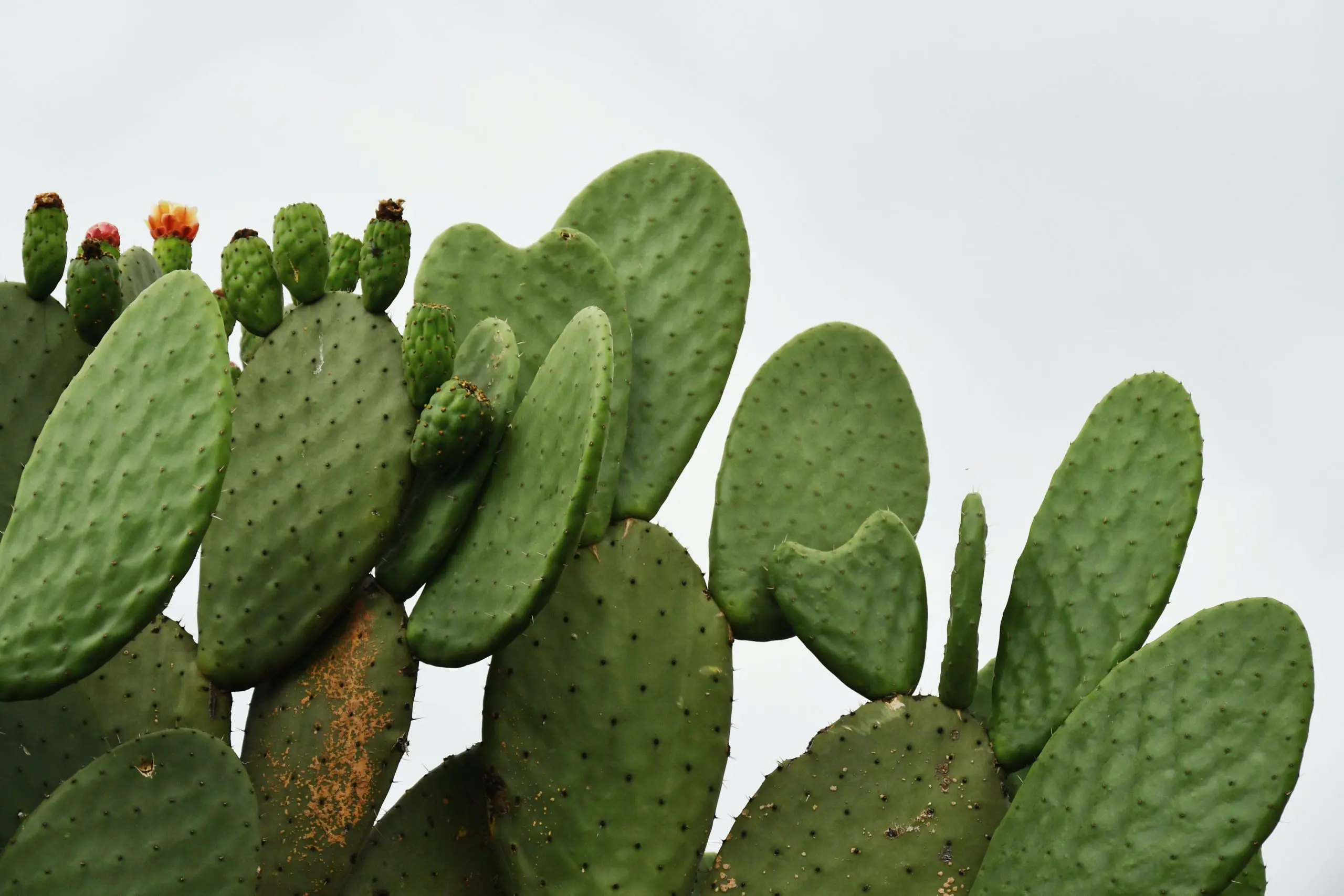 plantas suculentas