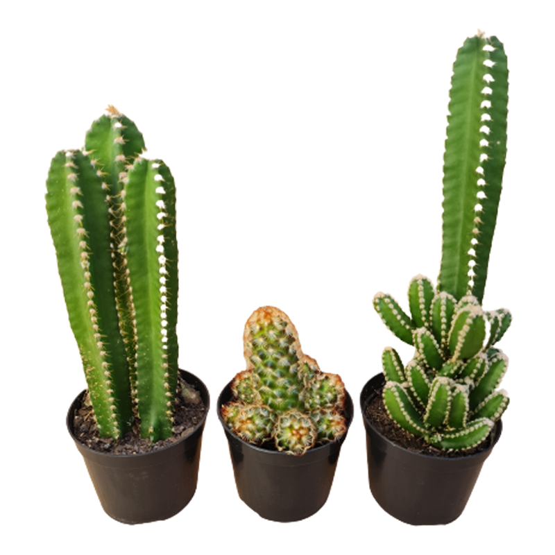cultivo de cactos
