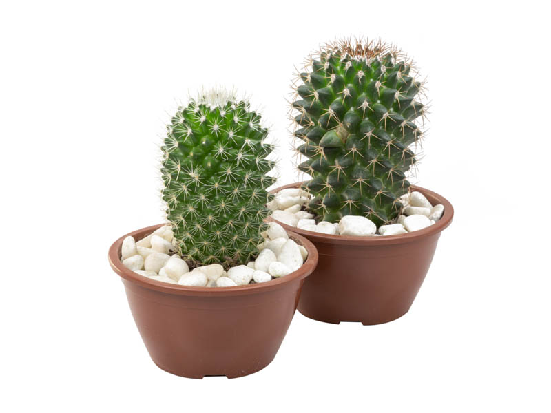 cuidados com cactos