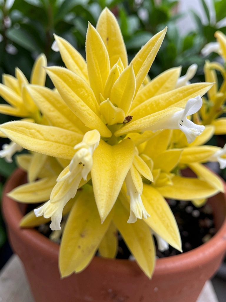 Vaso com planta camarão amarelo, brácteas amarelas e flores brancas
