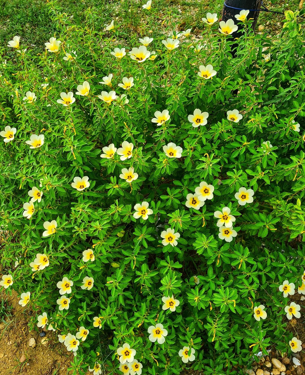 Turnera subulata propriedades