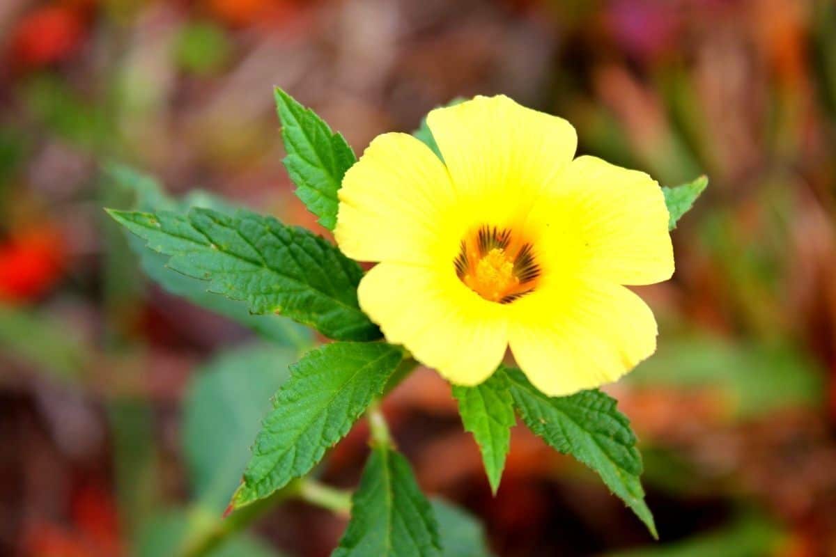 Cultivo de chanana
