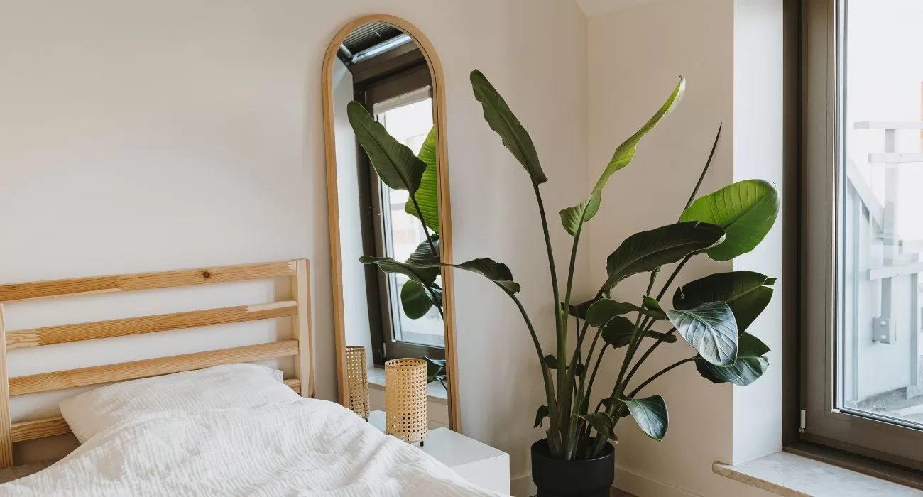 plantas que purificam o ar do quarto