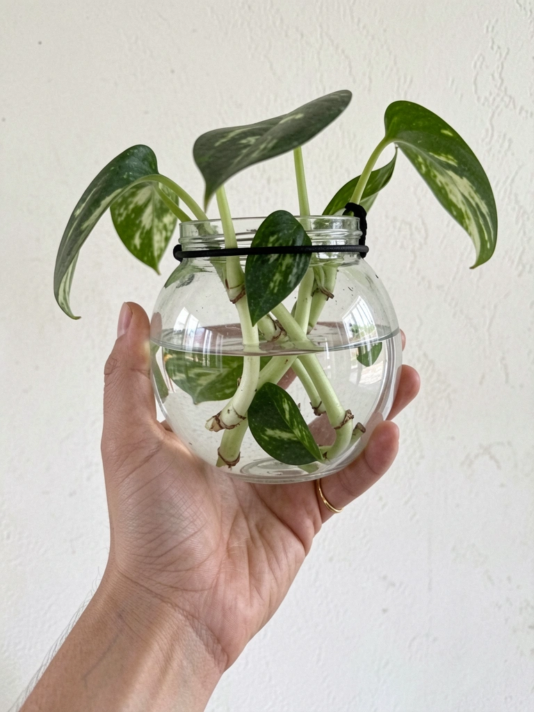 Folhas verdes da planta jiboia njoy com bordas brancas em vaso de cerâmica sobre mesa de madeira.