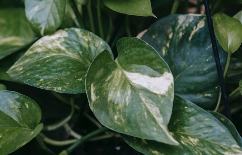 Feng Shui planta jiboia
