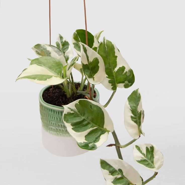 Jiboia trepadeira