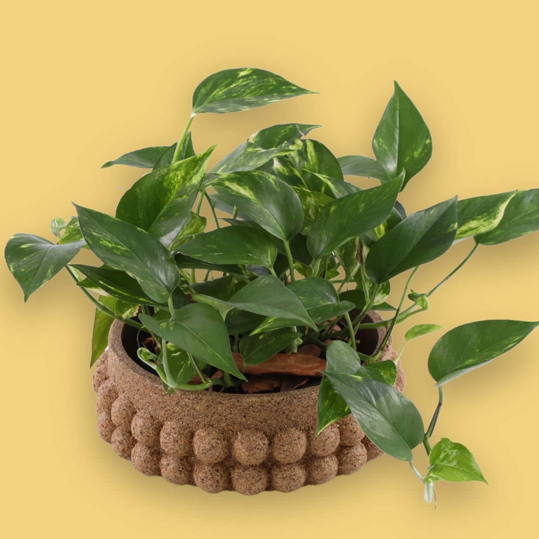 Jiboia variegada