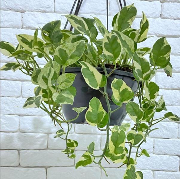 Jiboia de fácil cultivo
