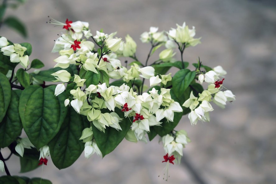 Clerodendrum thomsoniae